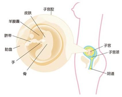 人流后多久可以怀孕 流产后多久怀孕比较合适