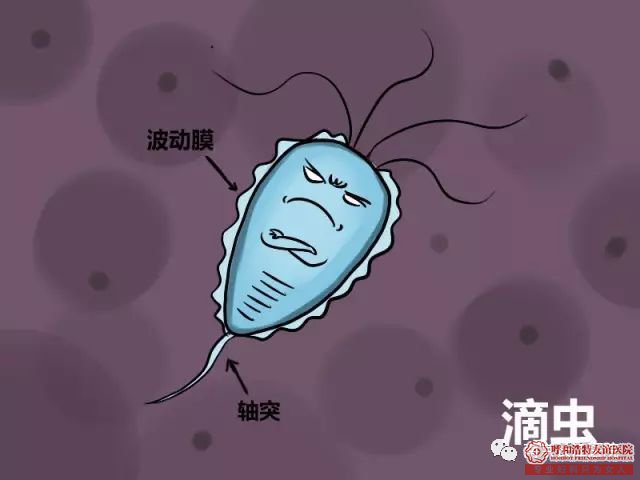 呼市阴道炎“纠缠”着75%的女性,不想受其困扰,注意这些!